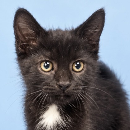 CRANKY DOODLE DONKEY - Domestic Medium Hair / Mix available for adoption