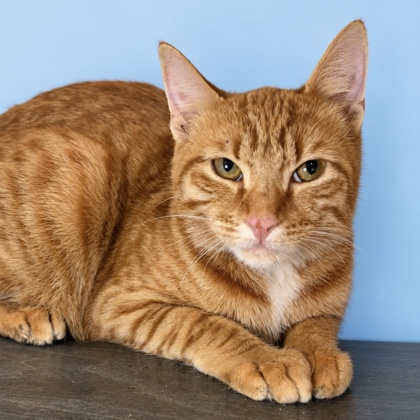 COPITO - Domestic Shorthair / Mix available for adoption