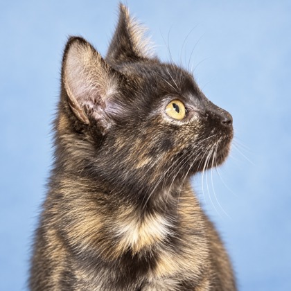 AURORA - Domestic Shorthair / Mix available for adoption