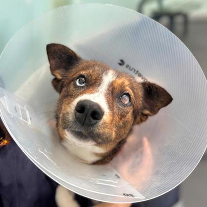 CLEM - German Shepherd / Mix available for adoption