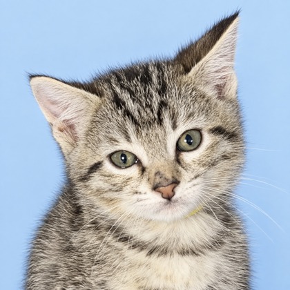 ARMIN - Domestic Medium Hair / Mix available for adoption