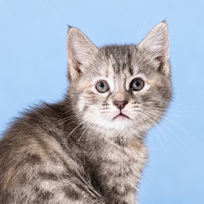 ARROW - Domestic Medium Hair / Mix available for adoption