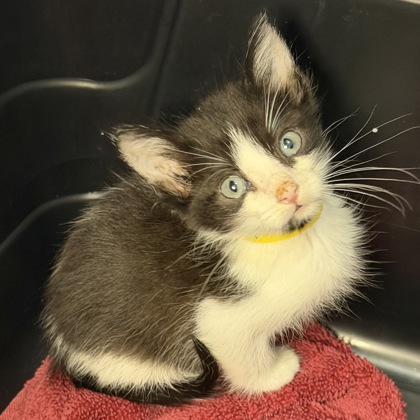 BANDICOOT - Domestic Shorthair / Mix available for adoption