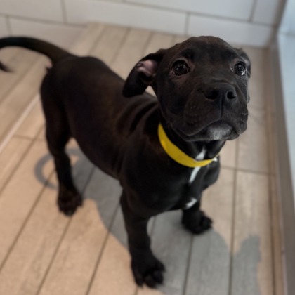 PUMBA - Pit Bull Terrier / Mix available for adoption