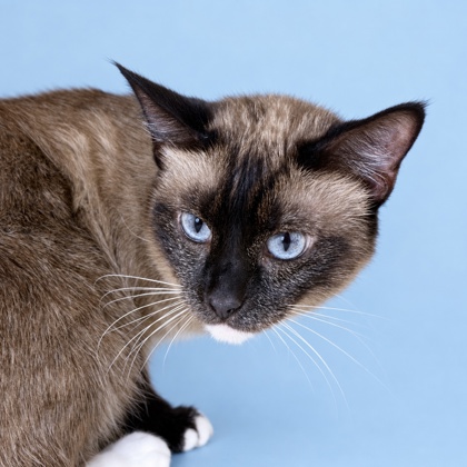 IZZY - Siamese / Mix available for adoption