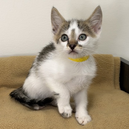 CRANSTON - Domestic Shorthair / Mix available for adoption