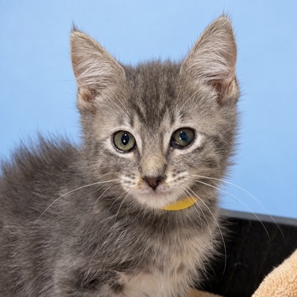EOWYN - Domestic Shorthair / Mix available for adoption