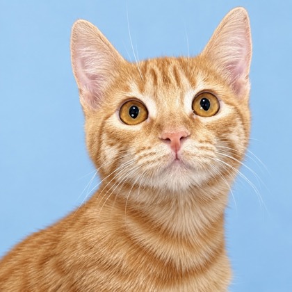 DOBRO - Domestic Shorthair / Mix available for adoption