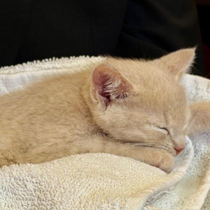 HONEY - Domestic Shorthair / Mix available for adoption