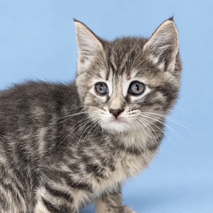 AZUL - Domestic Medium Hair / Mix available for adoption