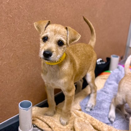 VINCENT - Terrier / Mix available for adoption