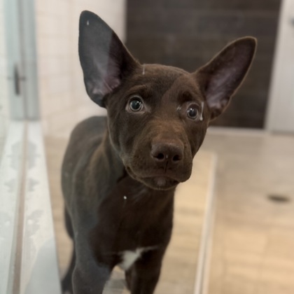 MINNIE - Australian Cattle Dog / Mix available for adoption