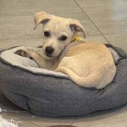 ZION - Short Coat Chihuahua / Mix available for adoption