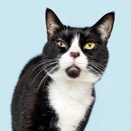 BEL-AIR - American Shorthair / Mix available for adoption