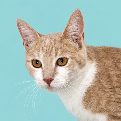 MISTER FOOT - Domestic Shorthair / Mix available for adoption