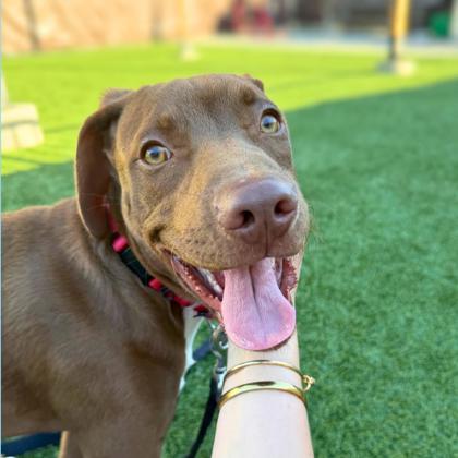 DUCKY - Labrador Retriever / Mix available for adoption