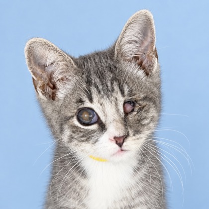 JW - Domestic Shorthair / Mix available for adoption