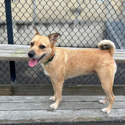 SIDNEY - Terrier / Mix available for adoption