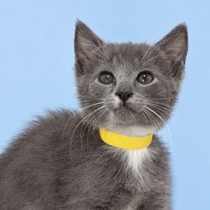 MS. RIZE - Domestic Shorthair / Mix available for adoption
