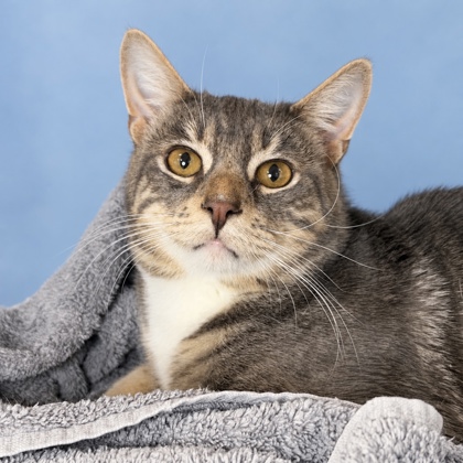 JUNIPER - Domestic Shorthair / Mix available for adoption