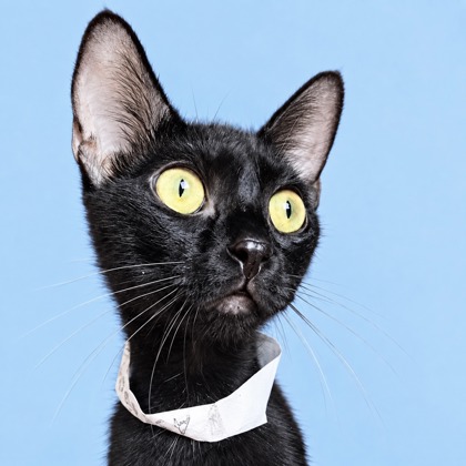 GRACIES - Domestic Shorthair / Mix available for adoption
