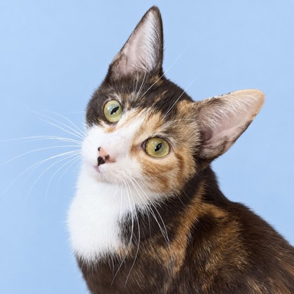 ALLIE - Domestic Shorthair / Mix available for adoption