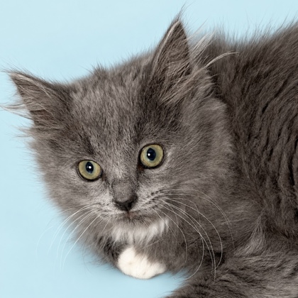 DANNY - Domestic Shorthair / Mix available for adoption