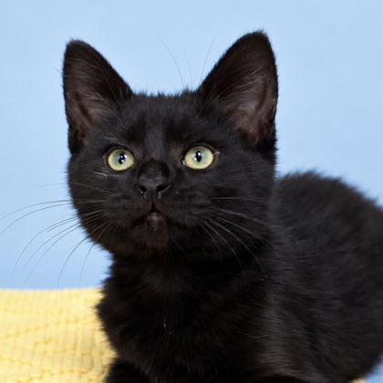 LOGAN - Domestic Shorthair / Mix available for adoption
