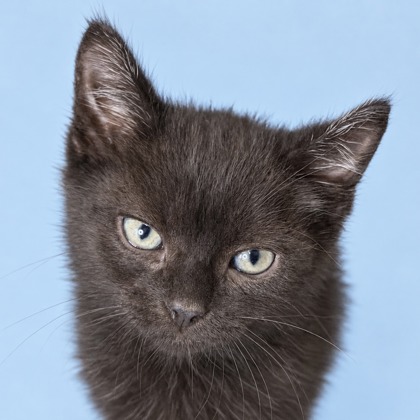 APPALACHIA - Domestic Shorthair / Mix available for adoption