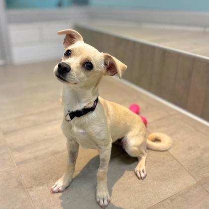 JUDE - Short Coat Chihuahua / Mix available for adoption