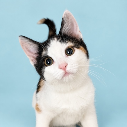 GWEN - Domestic Shorthair / Mix available for adoption