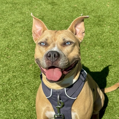 MONA - Pit Bull Terrier / Mix available for adoption
