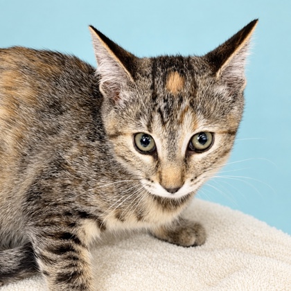 TWIX - Domestic Shorthair / Mix available for adoption