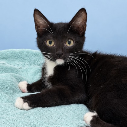 BUCKO - Domestic Shorthair / Mix available for adoption