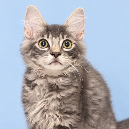 BRIAN - Domestic Shorthair / Mix available for adoption