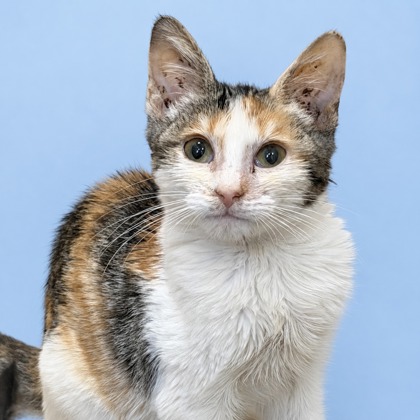 NOVA - Domestic Shorthair / Mix available for adoption
