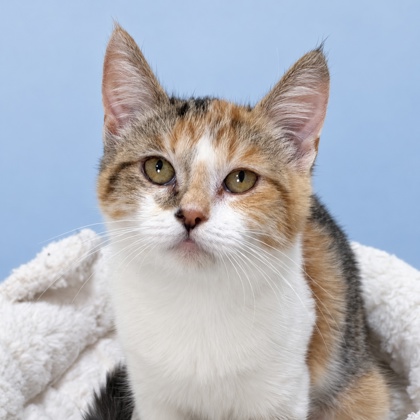 ELVIRA - Domestic Shorthair / Mix available for adoption
