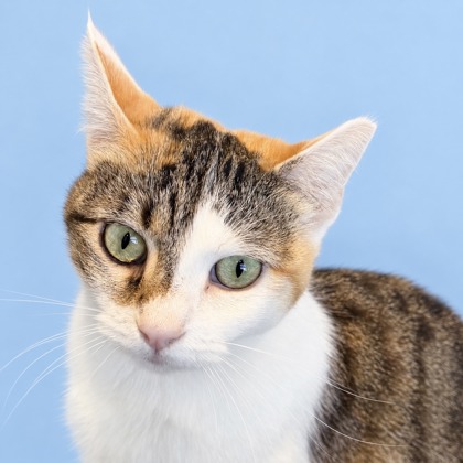 BILLIE - Domestic Shorthair / Mix available for adoption