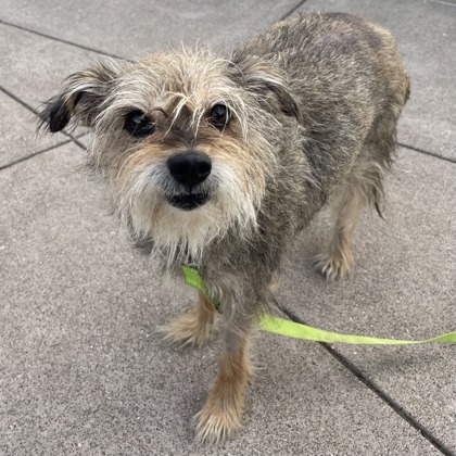 BELLA - Terrier / Mix available for adoption