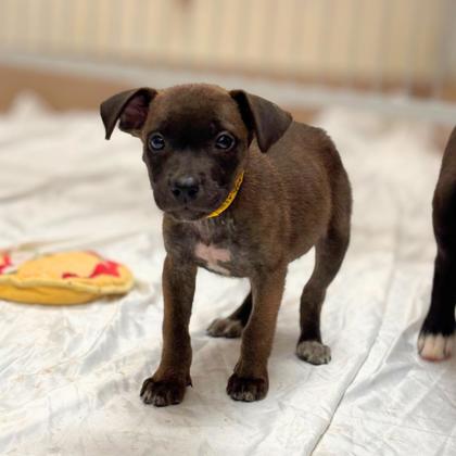 SIRYEN - Shepherd / Mix available for adoption
