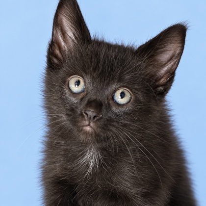 BLACK JACK - Domestic Shorthair / Mix available for adoption