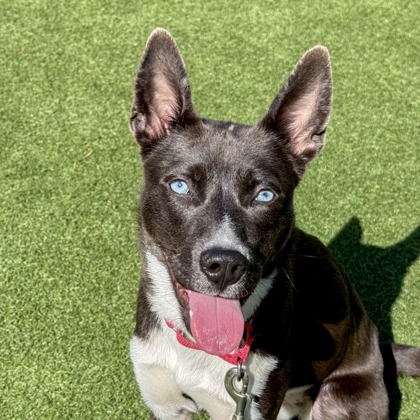 BLUE - Siberian Husky / Mix available for adoption