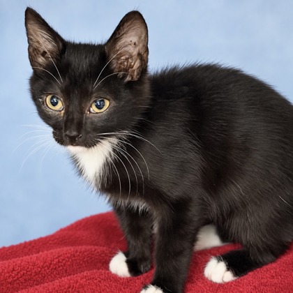 BUCKO - Domestic Shorthair / Mix available for adoption