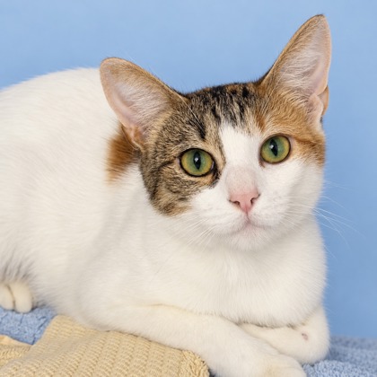 JEWEL - Domestic Shorthair / Mix available for adoption