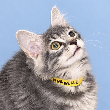 ANNABELLE - Domestic Shorthair / Mix available for adoption