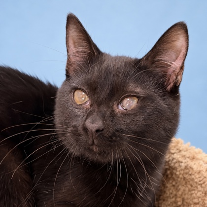 ASTRO - Domestic Shorthair / Mix available for adoption