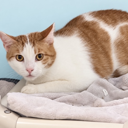 NICO - Domestic Shorthair / Mix available for adoption