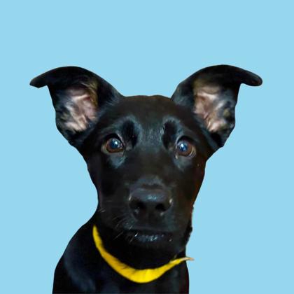 JANELLE SALAUN - Terrier / Mix available for adoption