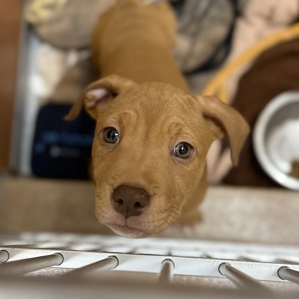 PERCY - Pit Bull Terrier / Mix available for adoption