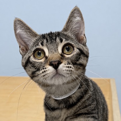 ANDREW - Domestic Shorthair / Mix available for adoption